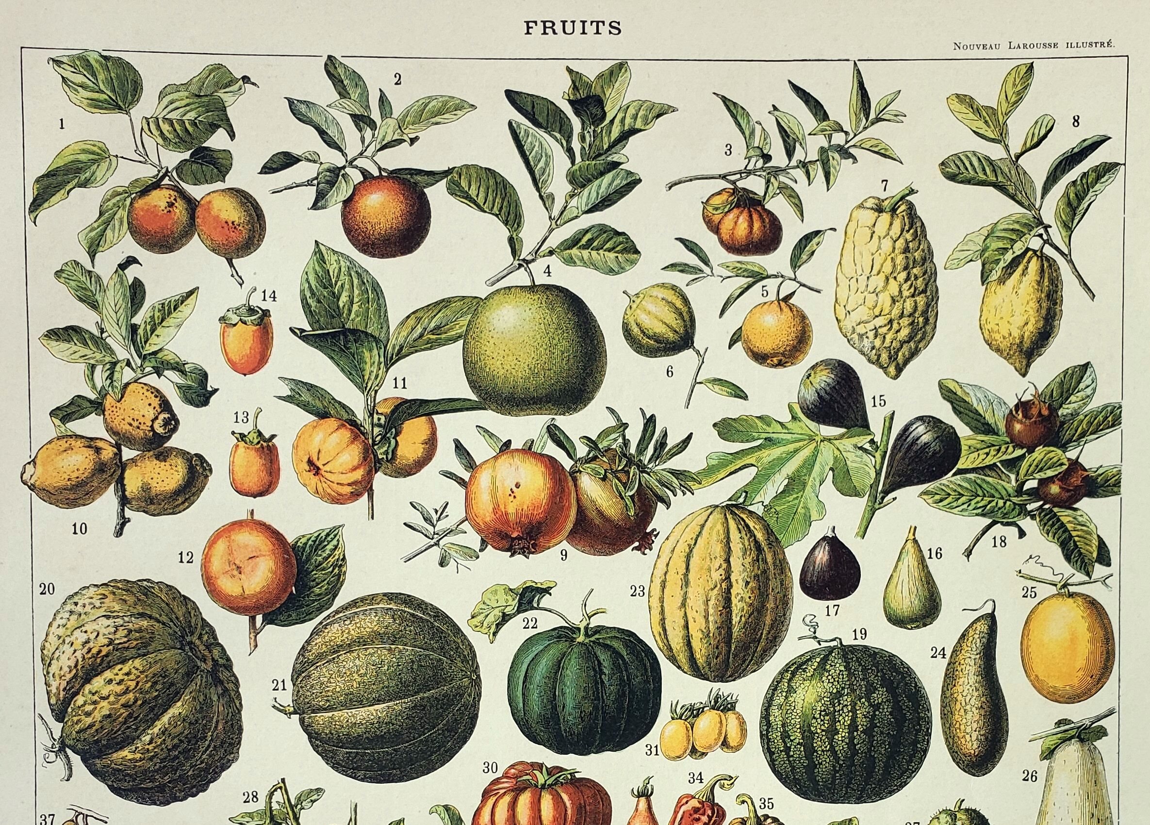 Gravure • Fruits exotiques, variétés • Affiche originale et vintage de 1898
