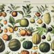 Gravure • Fruits exotiques, variétés • Affiche originale et vintage de 1898