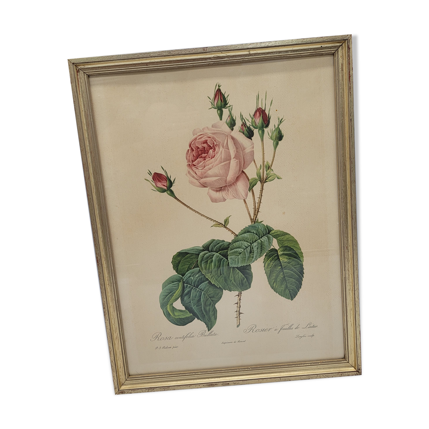 Lithograph Rose Leaves Lettuce