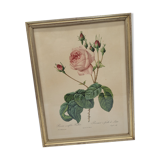 Lithograph Rose Leaves Lettuce