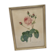 Lithograph Rose Leaves Lettuce