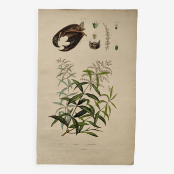 Gravure ancienne de 1838. Chauve-souris et Verveine. Planche zoologique et botanique original.