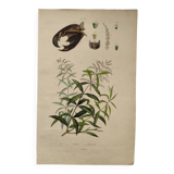 Old engraving from 1838. Bat and Verbena. Original zoological and botanical plate.