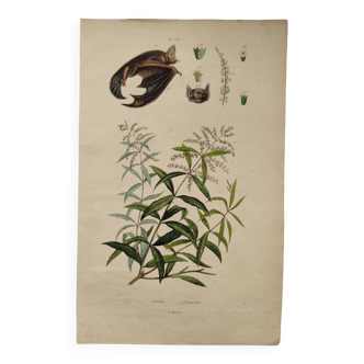 Old engraving from 1838. Bat and Verbena. Original zoological and botanical plate.