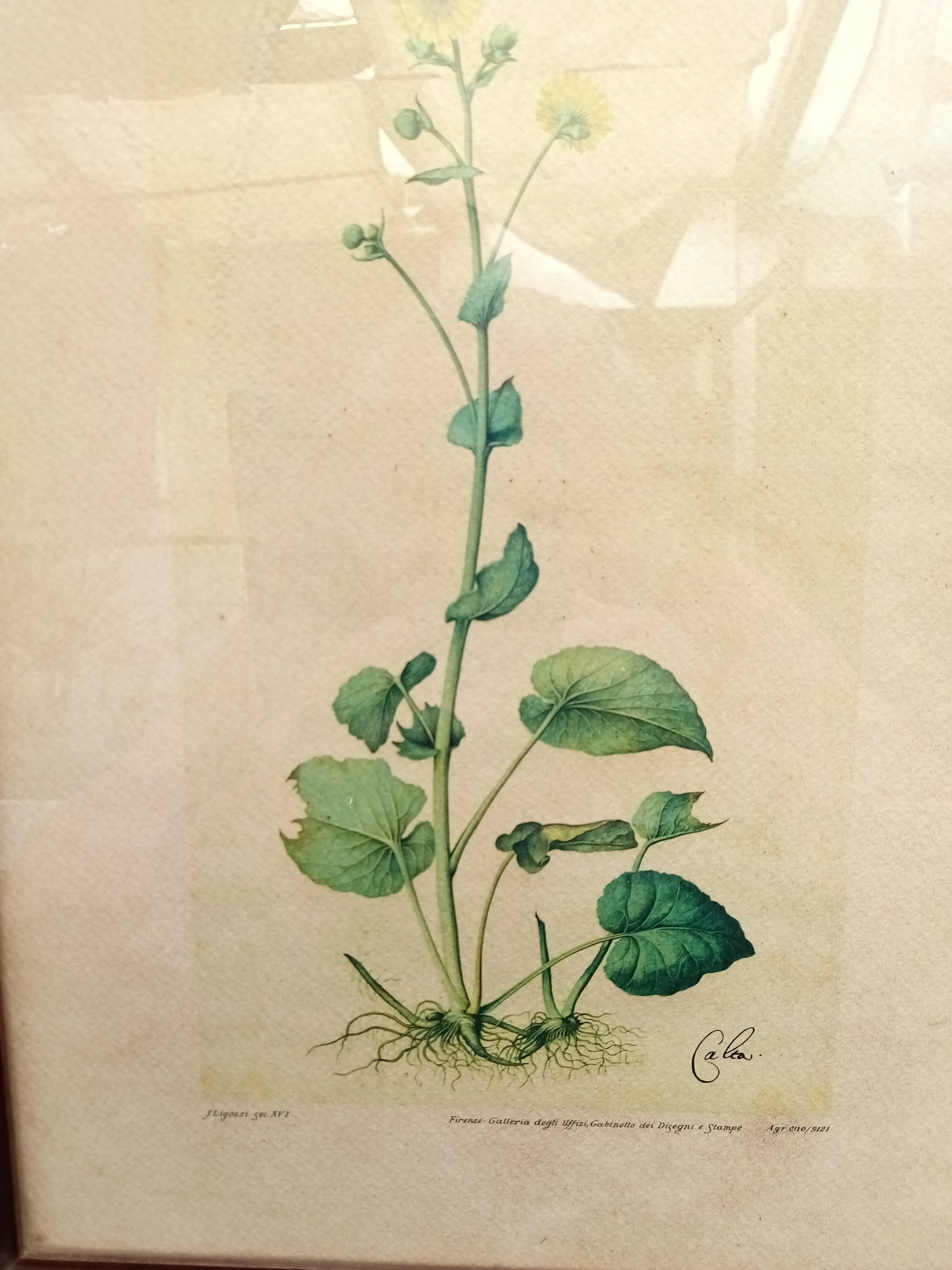 Botanical plate