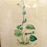 Botanical plate