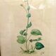 Botanical plate