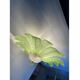 Green Murano Glass Flush Mount, Mazzega Zuccheri Venini Barovier Style