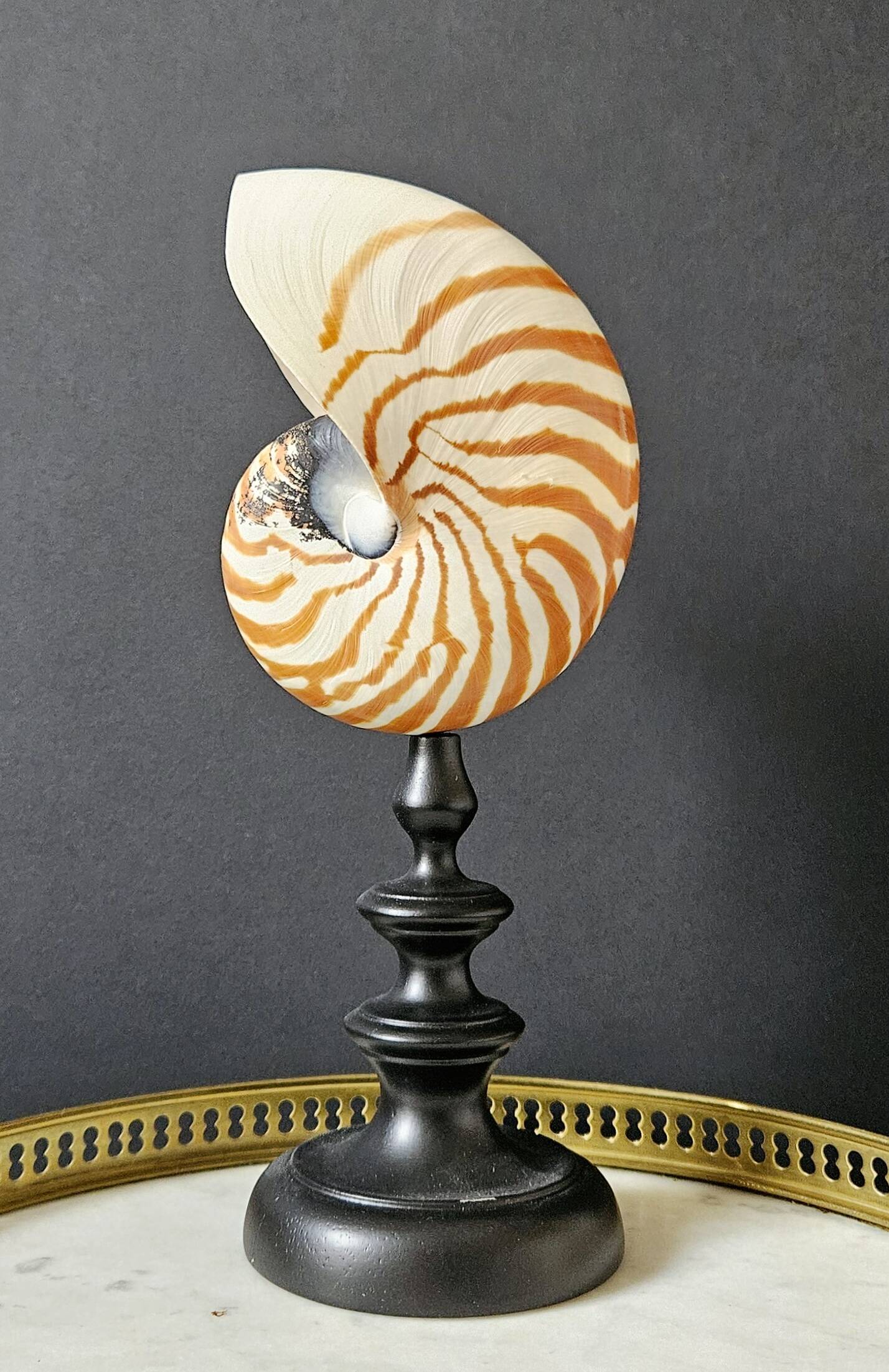 Nautilus / Natural Nautile, Black Turned Wooden Base H: 25 cm