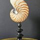 Nautilus / Natural Nautile, Black Turned Wooden Base H: 25 cm