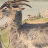 Poster "Goat" educational rack 1891