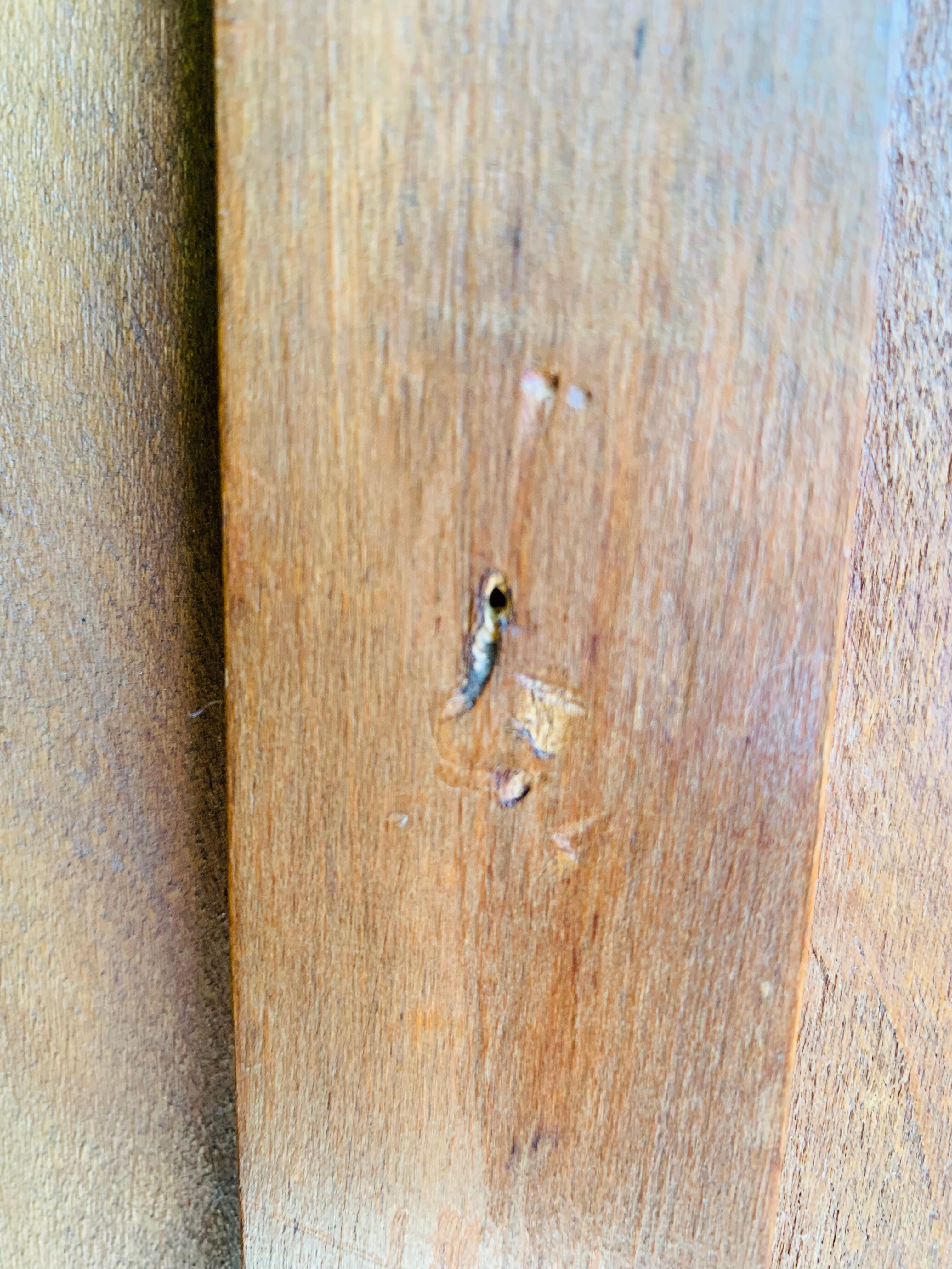 Art deco parisian wardrobe