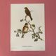 Vintage poster, birds by J Gould
