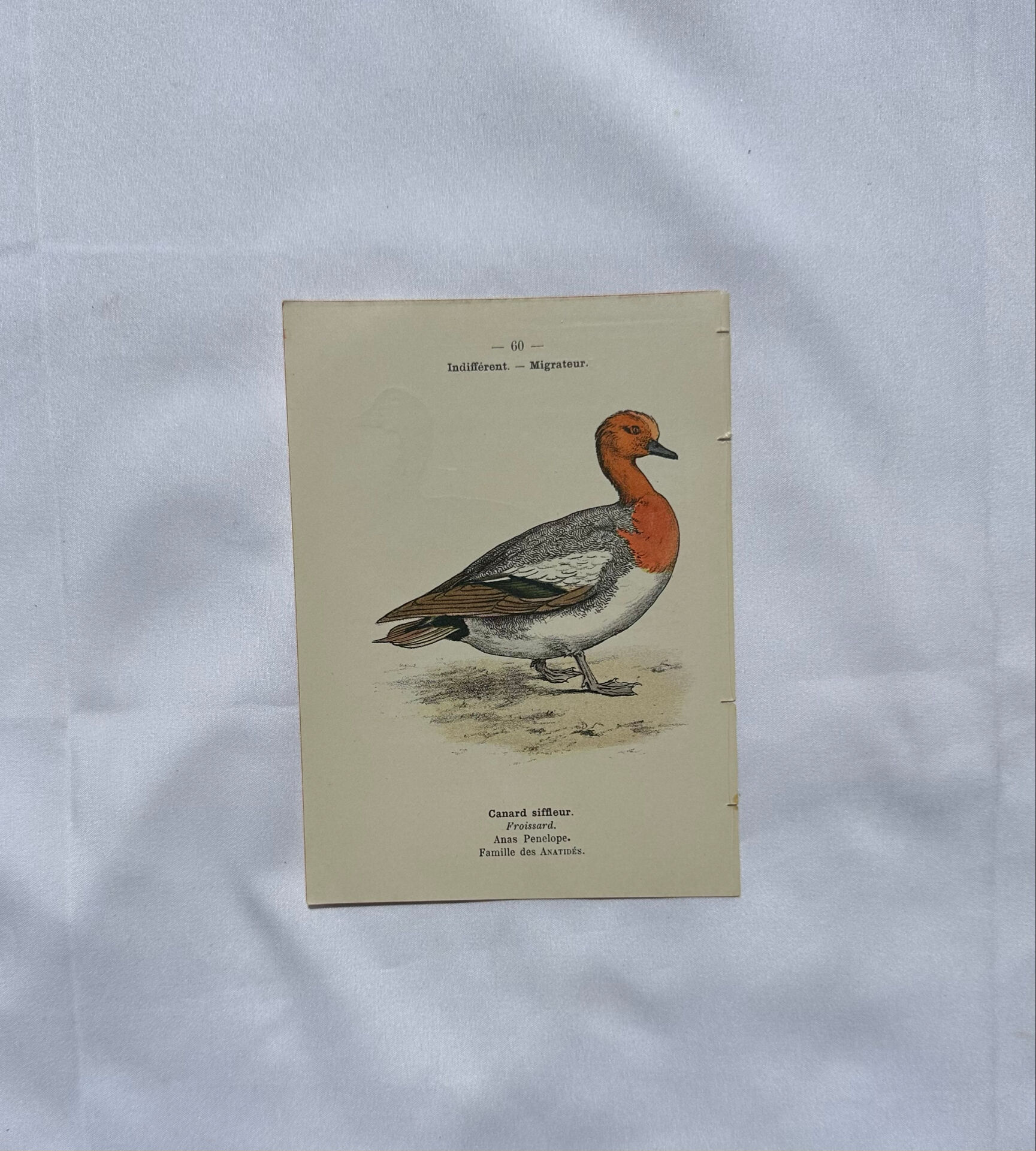 Botanical Plate Engraving of Birds, Naturalist, 19th Century, Double-sided A