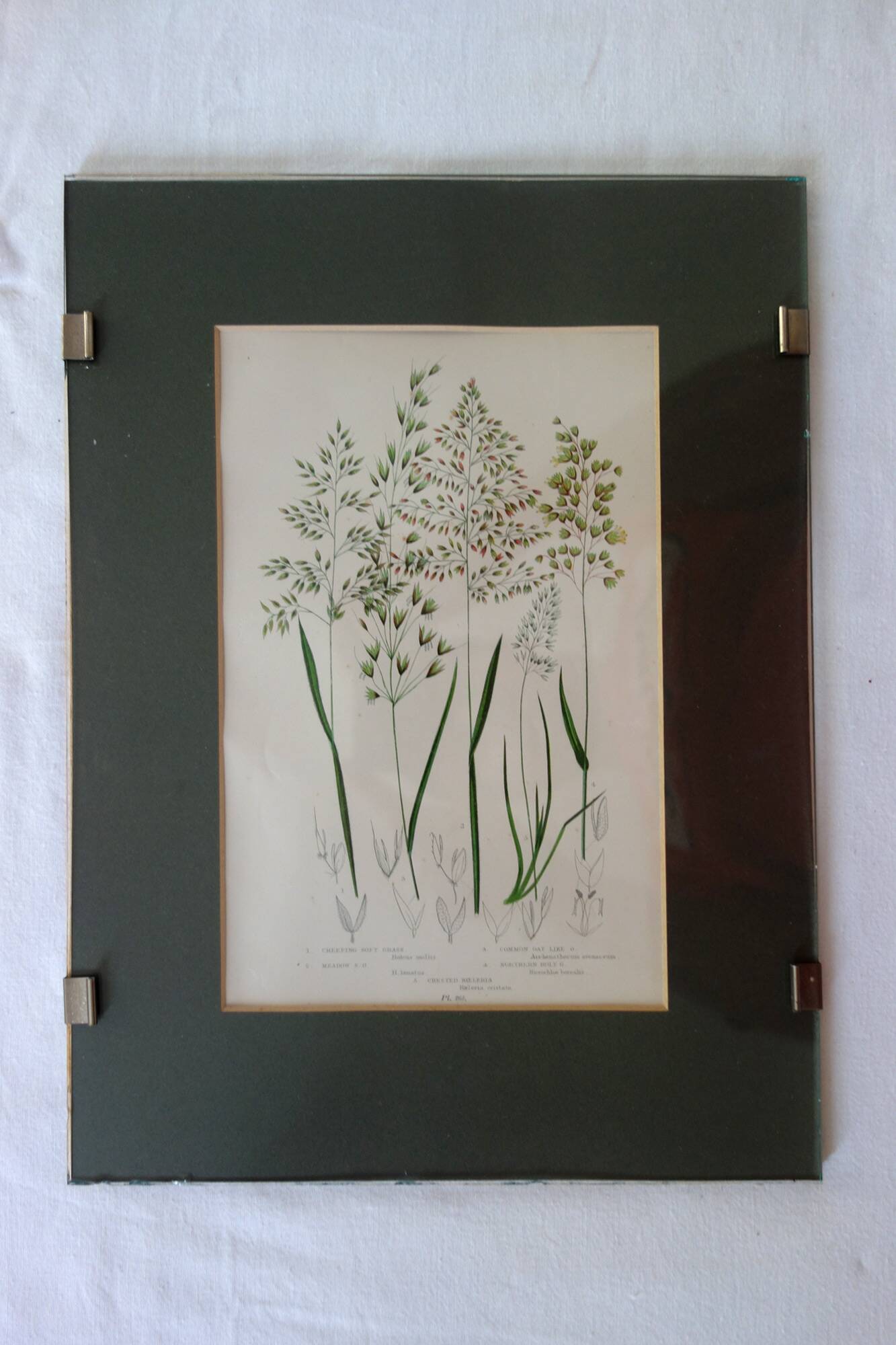 4 framed botanical plates, 19th century