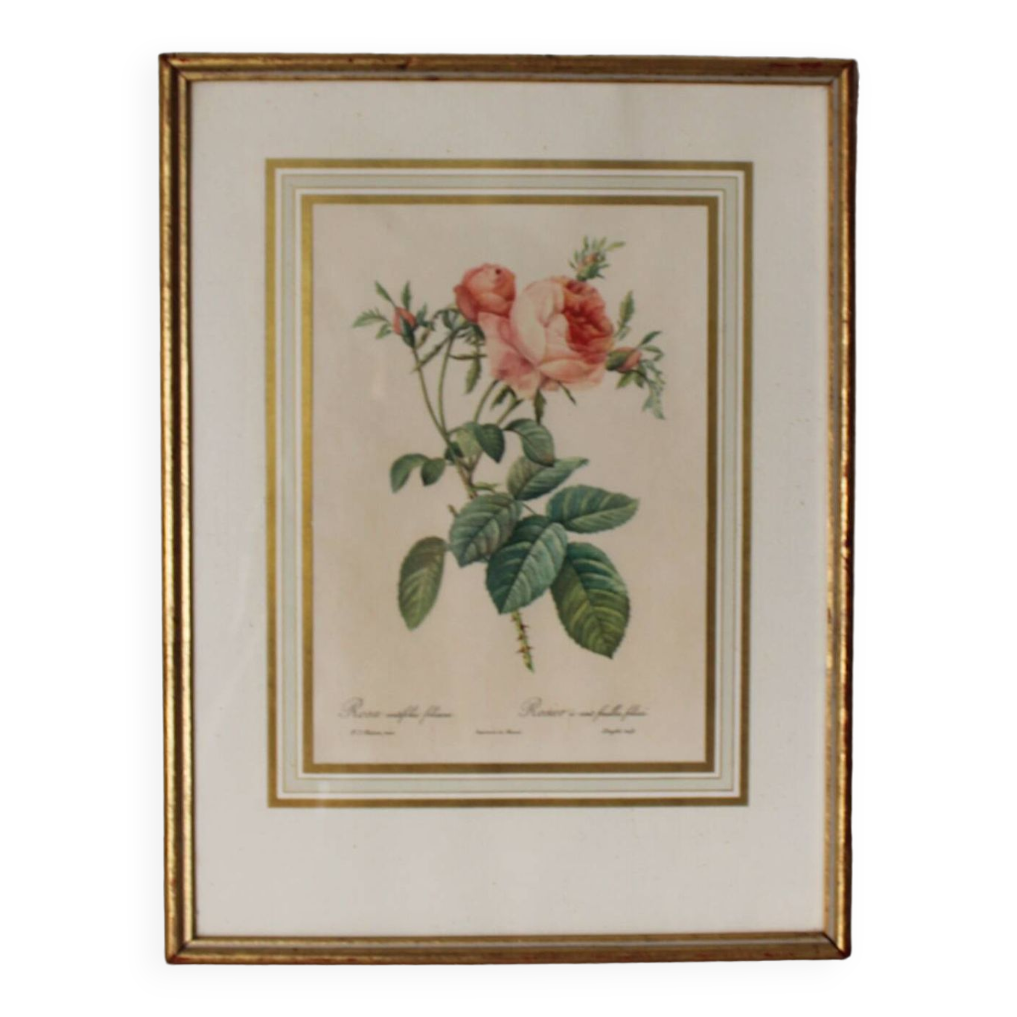 Golden frame botanical illustration