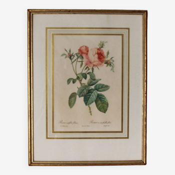 Golden frame botanical illustration