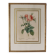 Golden frame botanical illustration