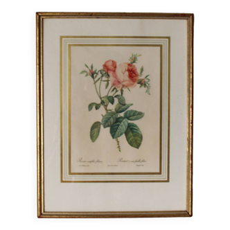 Golden frame botanical illustration