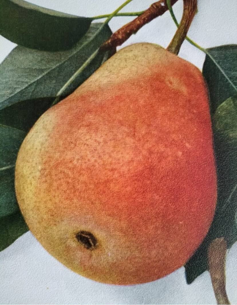 American botanical plate under glass