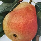 American botanical plate under glass