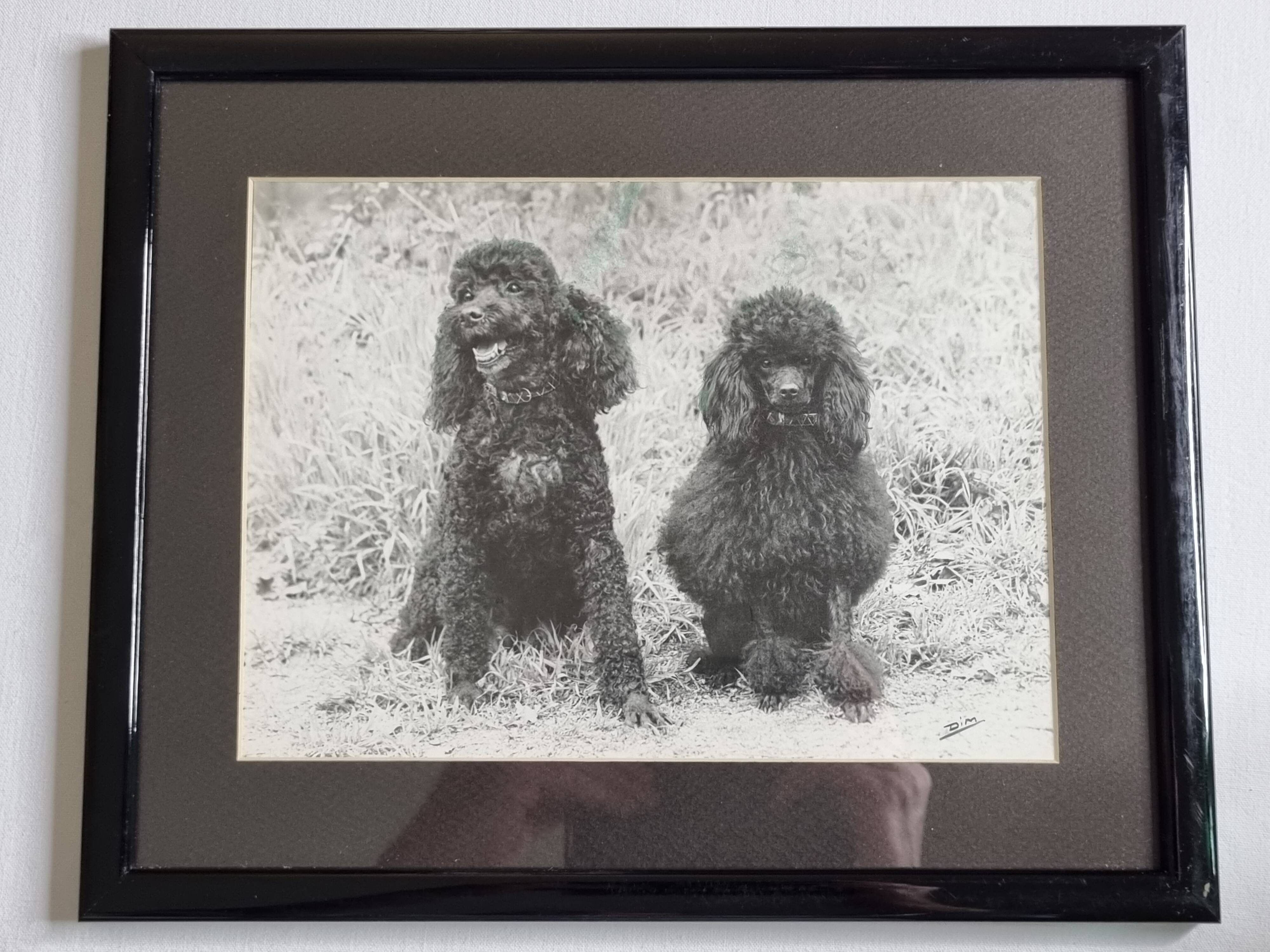 Old photograph, Canine Complicity, Silver print signed "Dim" (Henri Dimont) 32 x 25 cm