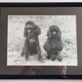 Old photograph, Canine Complicity, Silver print signed "Dim" (Henri Dimont) 32 x 25 cm