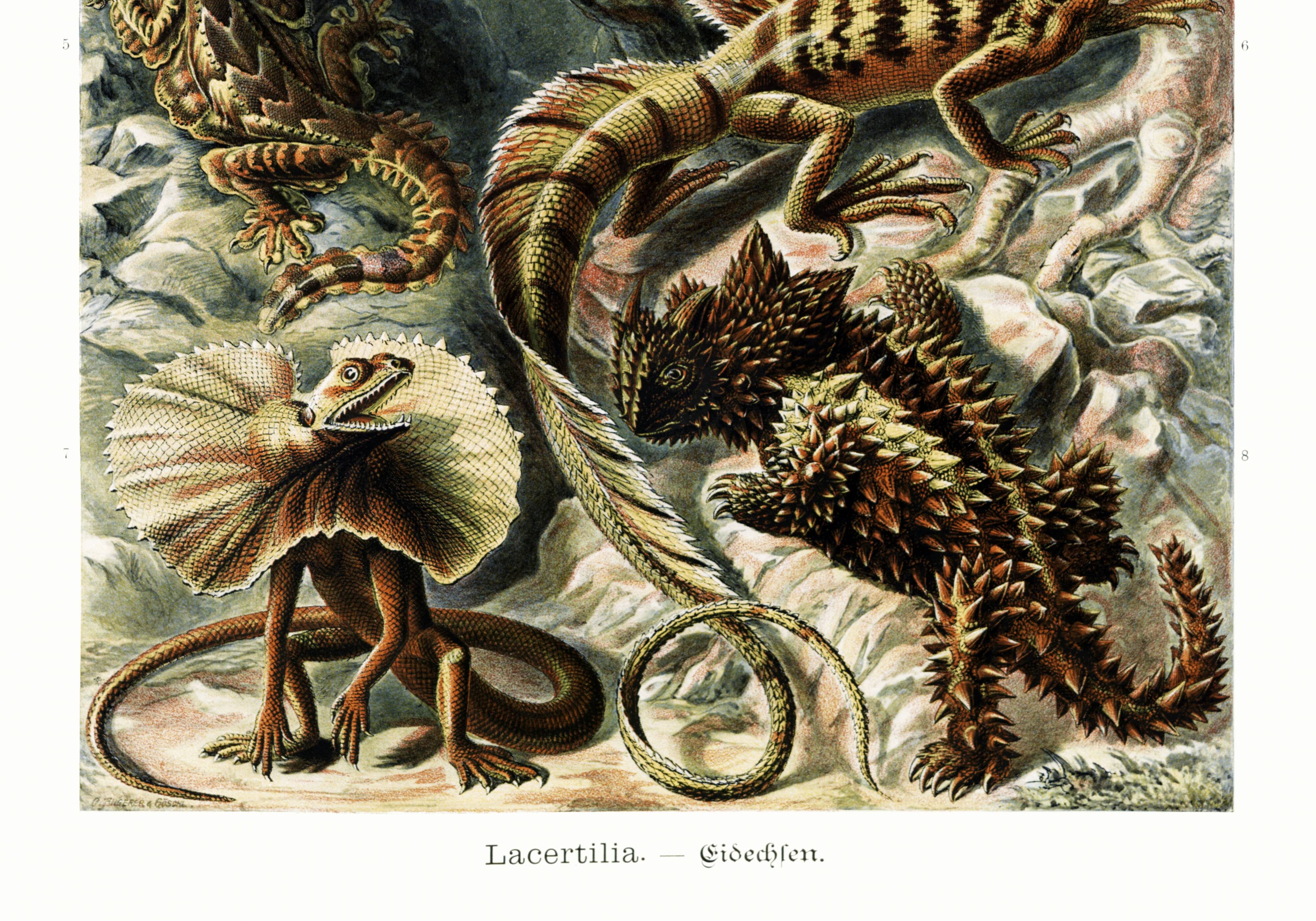 Poster about “exotic lizards”, based on an old lithograph