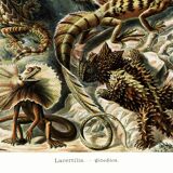 Poster about “exotic lizards”, based on an old lithograph