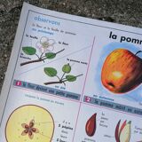 Old MDI poster "The leaves-The apple".