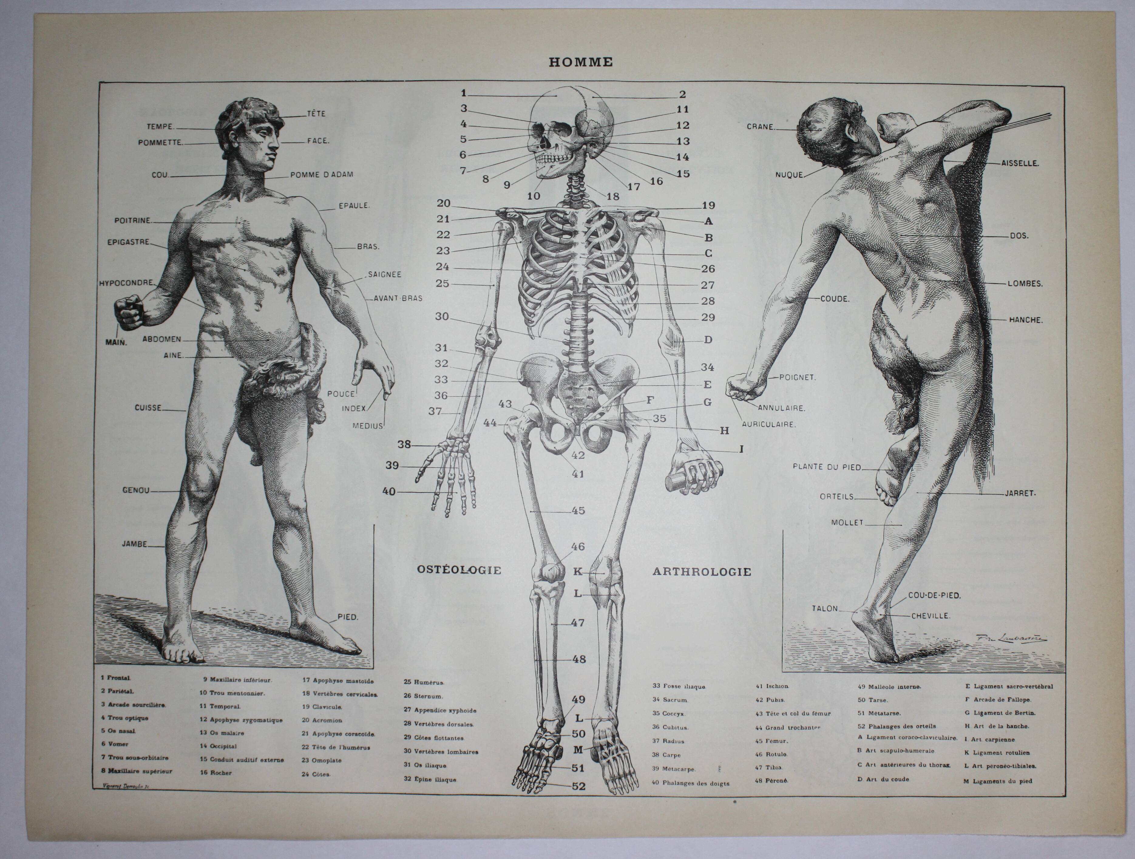 Engraving • Human anatomy, medicine • Original lithograph from 1898