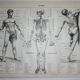 Engraving • Human anatomy, medicine • Original lithograph from 1898