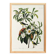 Poster for Bachman's Warbler, based on an old engraving from 1827.