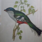 Printed "trogon temnurus" by J- E. Gould 1804-1881 printed by c.hullmandel (1789/1850)