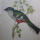 Printed "trogon temnurus" by J- E. Gould 1804-1881 printed by c.hullmandel (1789/1850)
