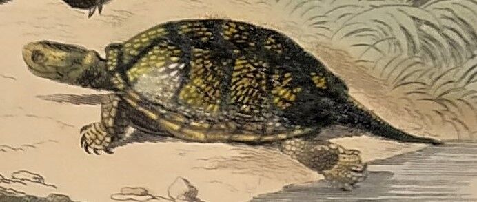 Original zoological plate of 1839 " geometric turtle"