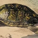 Original zoological plate of 1839 " geometric turtle"