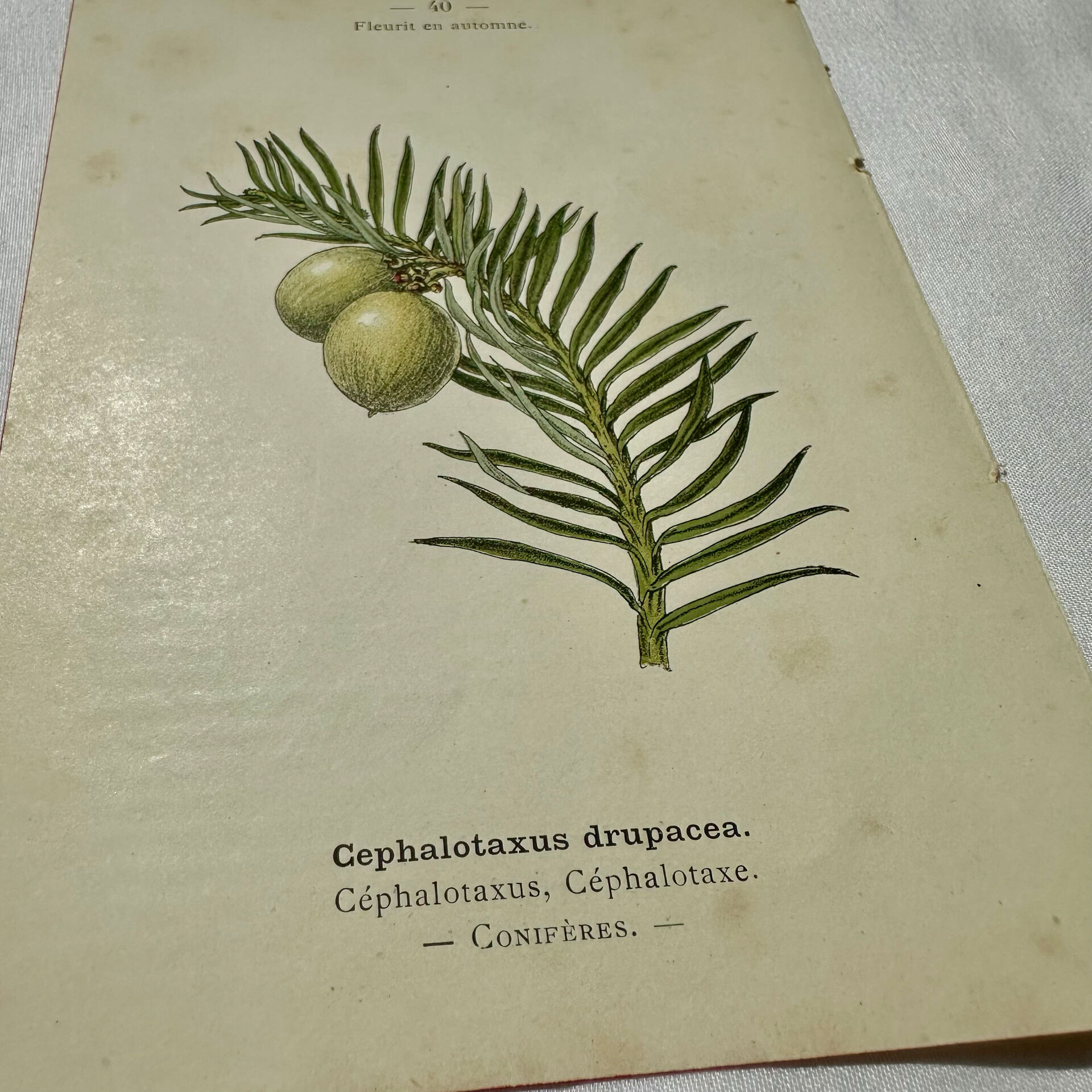 Antique botanical engraving from the 19th century, double-sided, hand-coloured, France.