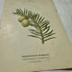 Antique botanical engraving from the 19th century, double-sided, hand-coloured, France.
