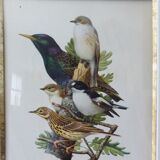 Birds - collection Hepatior No. 18