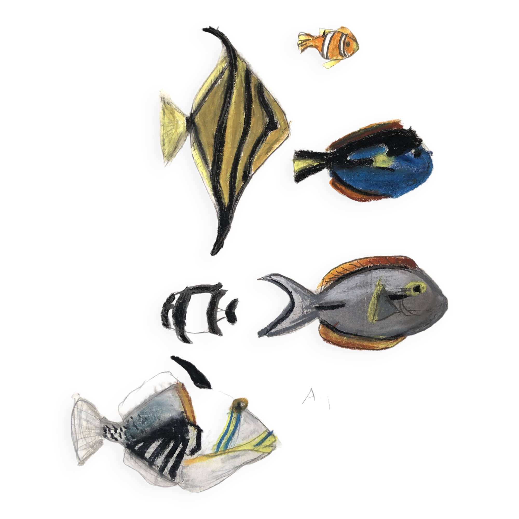 Fish Illustration