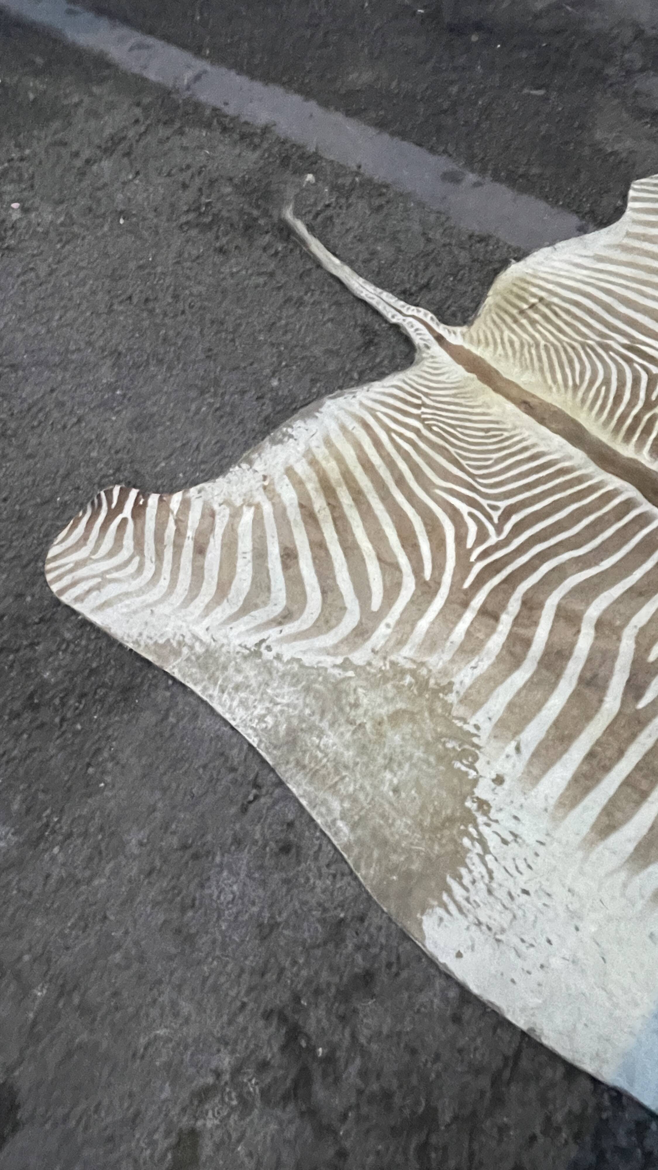 Zebra Skin, Floor Rug / Wall Tapestry, ca 1950