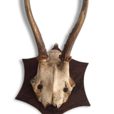 Trophy deer