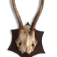 Trophy deer