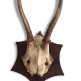 Trophy deer