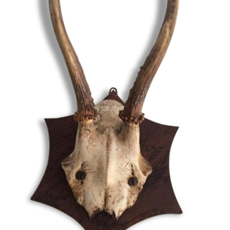 Trophy deer