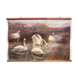 Pedagogical poster, swans, 1929