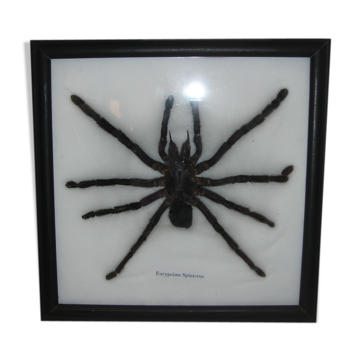 Naturalized spider Tarantula, tarantulas: Eurypeime Spinicrus