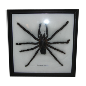 Araignée naturalisée