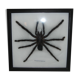 Naturalized spider Tarantula, tarantulas: Eurypeime Spinicrus